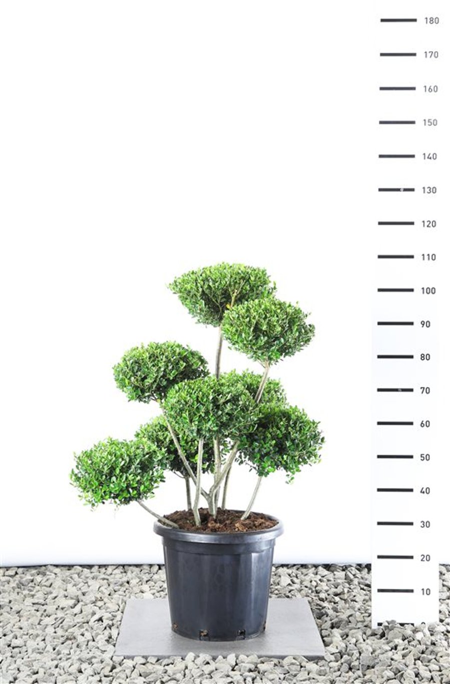 Ilex crenata 'Green Hedge' - 80-100 CM PonPon Cont.